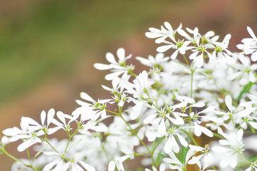 EUPHORBIACEAE ,   Euphorbia leucocephalaLotsy or White Christmas