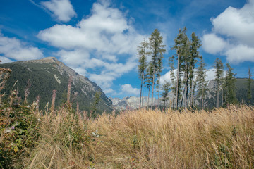 Summer landscape. Forest and mountain scenery.