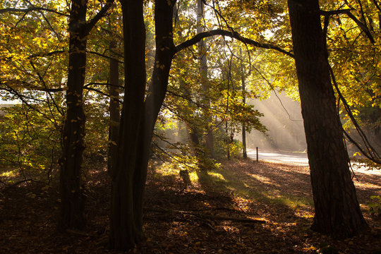 In the woods of Austerlitz, The Netherlands (Oude Woudenbegse Zandweg)