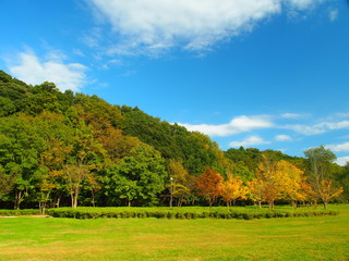 秋の草原と林の公園風景