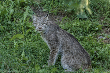 Naklejka na ściany i meble Canadian Lynx