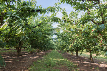 Red and sweet cherries in summer Australia.