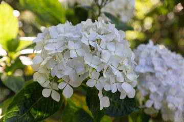 blooming white hydrangea flower in garden