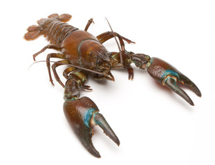 Signal crayfish (Pacifastacus Leniusculus)