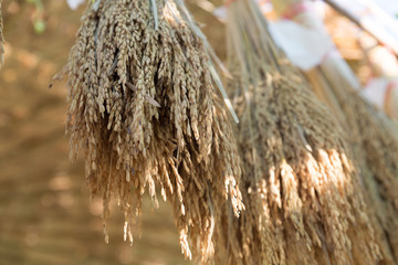 Dry spike rice is hanging on bamboo stick