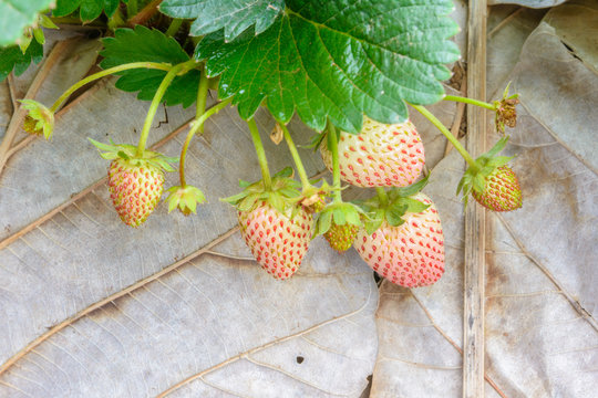 Strawberry fruit in farm collection