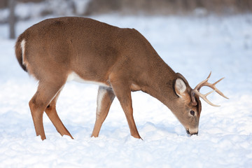 White-tailed deer buck feeding in the winter snow in Ottawa, Canada