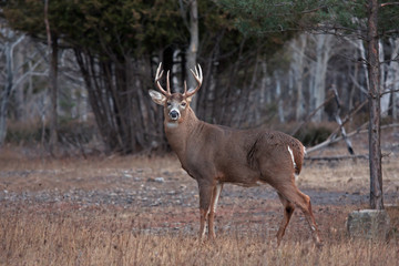 White-tailed deer buck in autumn rut in Ottawa, Canada