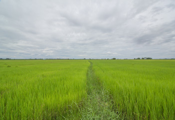 rice plant 