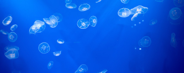 Jelly fish on blue background　東京 すみだ水族館のクラゲ © wooooooojpn