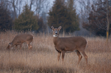 Naklejka na ściany i meble White-tailed deer females grazing in autumn in Ottawa, Canada