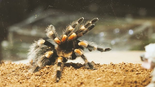Close-up of a tarantula spider. Dangerous insect in a special terrarium.