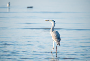 Grey Heron in waterland