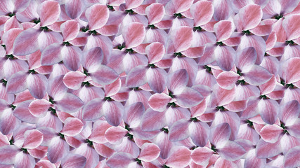 petals flowers. pink background. floral collage. flower composition. for design. Nature.