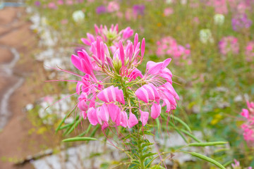 Pink flower blossom blooming in farm