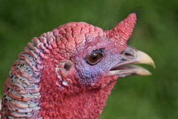 turkeyhead I