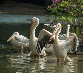 White Pelican in waterland