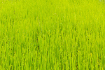 Fototapeta premium rice plant 