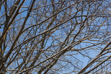 Obraz premium the ice at the tips of the tree branches