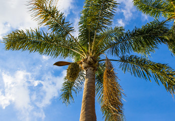  palm trees and fruit in the blue sunny sky