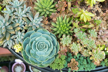 actus succulents in a planter