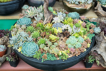 actus succulents in a planter