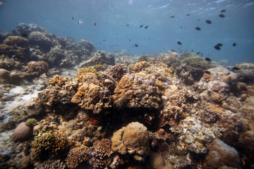 underwater landscape with coral reef