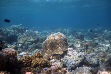 underwater landscape with coral reef