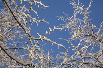tree branches in the snow against the blue sky
