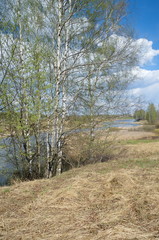 Spring rural landscape with birch trees on the banks of the river