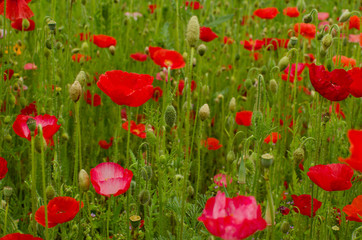 Poppy field. Background.