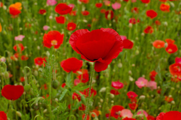 Red poppy with poppy field how background.