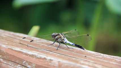 シオカラトンボ後ろ姿