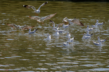 The seagulls swimming.
