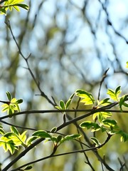 Листва на деревьях весной в парке