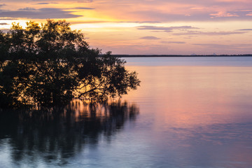 Fototapeta na wymiar mangrove forest