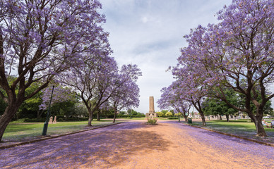 Jacaranda over rural street in Victoria Park, Dubbo, NSW, Australia. - obrazy, fototapety, plakaty