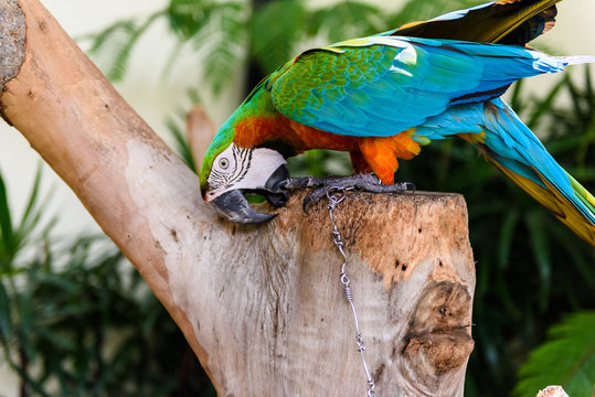 A pair of red-and-blue macaws
