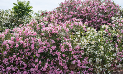 Fototapeta premium Oleander flowers ( Nerium oleander, Apocynaceae )The blossoming branch of a pink oleander.