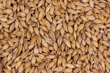 Barley beans. Grains of malt close-up. Barley on sacking background. Food and agriculture concept.