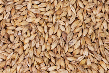 Barley beans. Grains of malt close-up. Barley on sacking background. Food and agriculture concept.