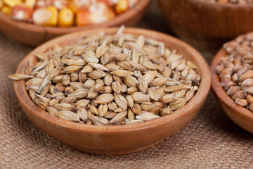Barley beans. Grains of malt close-up. Barley on sacking background. Food and agriculture concept.