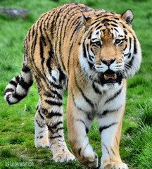 tiger walk