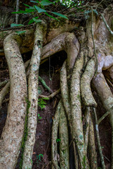 Aerial Roots in tropical wood
