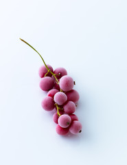Frozen red currants