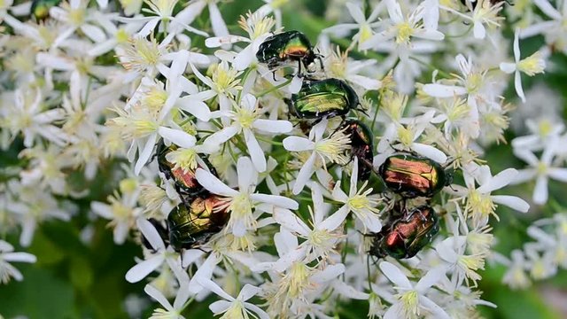 protaetia aeruginosa (green dung-beetle) bugs on white flowers. meadow summer insects, nature environment diversity 