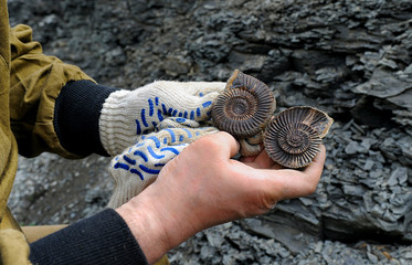 Ammonite – fossilized mollusk in the hands of the scientist.