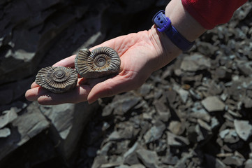 Ammonite – fossilized mollusk in the hands of the scientist.