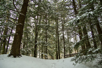 Fototapeta premium Walking In A Winter Wonderland. Fresh snow covers a lush green pine forest in northern Michigan.
