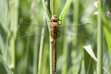 Macro photo of a libel insect dragon fly